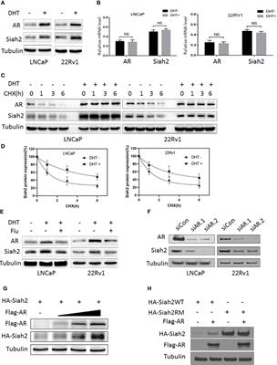 Targeting ADT-Induced Activation of the E3 Ubiquitin Ligase Siah2 to Delay the Occurrence of Castration-Resistant Prostate Cancer